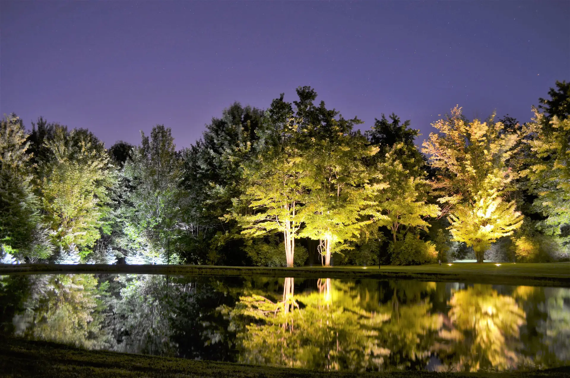 tree illuminated with landscape lighting in backyard
